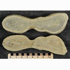 25. Fossil Fish (1872)