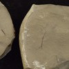 33. Fossil Feather (1879)