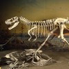 37. Albertosaurus (1884)