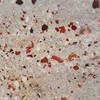 8. Jasper Conglomerate (1846)