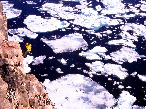 Photo :Descending a cliff to monitor pollutants affecting Arctic seabird colonies