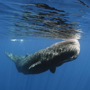 Surveillance des mammifères marins – Suivre les baleines à l’aide de caméras thermiques sur drones
