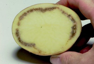 Potato ring rot disease caused by Clavibacter sepedonicus