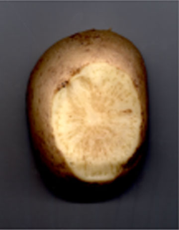 Potato zebra chip disease caused by CLso haplotype A and B