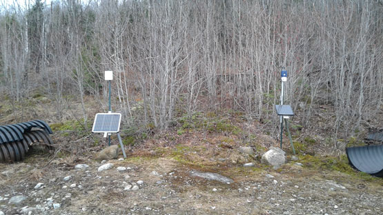 Panels installed in a forest at ground level.