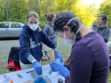 Raphaëlle Audet Legault (left) and Cécile Aenishaenslin (background) from the University of Montreal sedating a captured rodent for research purposes.