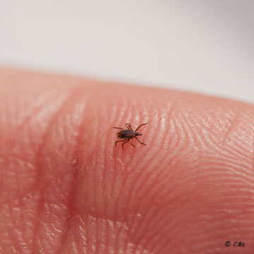 The Ixodes scapularis tick (at the nymph stage)
