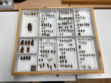 Some samples in CFIA's entomology collection