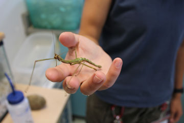 A stick bug from one of CFIA's colonies