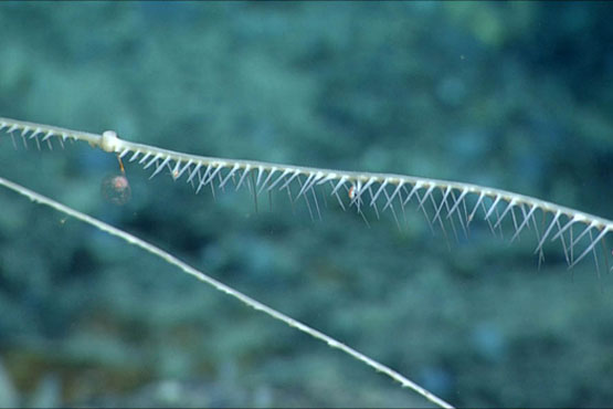 The carnivorous sponge, <em>Cladorhiza kenchingtonae</em>, feeds on zooplankton and is approximately two metres in length. The surface of the sponge is covered in microscopic hook-like glass spicules (sponge bones) so the whole sponge has a Velcro like surface.