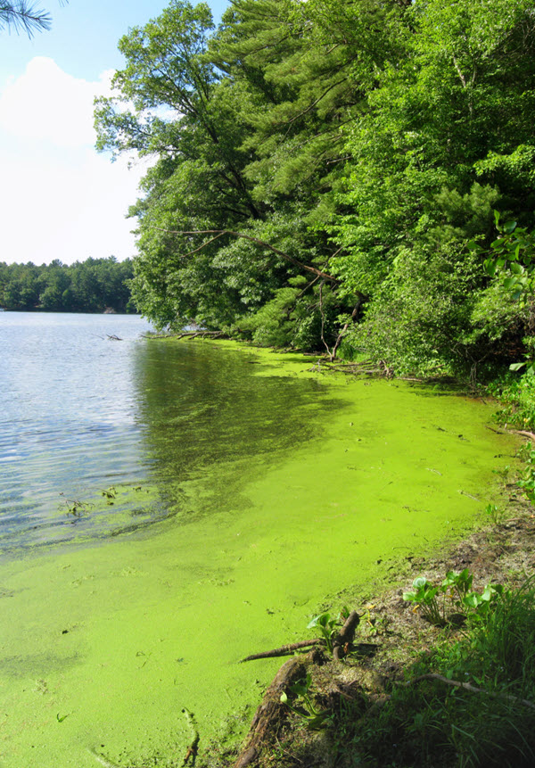 Avoid swimming if you see a cyanobacteria bloom.